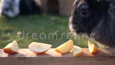 一只<strong>灰色</strong>的兔子在吃<strong>苹果</strong>